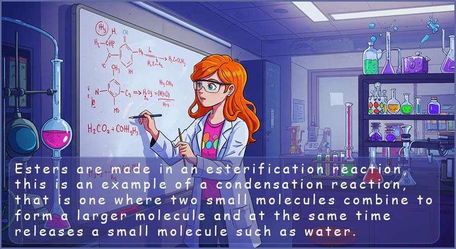 Student explianing that esterification is an example of a condensation reaction.